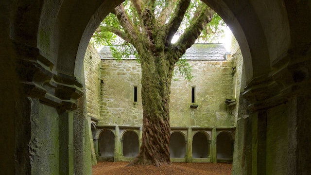 The iconic yew tree framed by the cloister arches, creating a serene and mystical atmosphere within Muckross Abbey