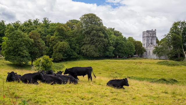 Cattle grazing peacefully in the fields near Muckross Abbey, with the abbey’s stone tower rising in the background