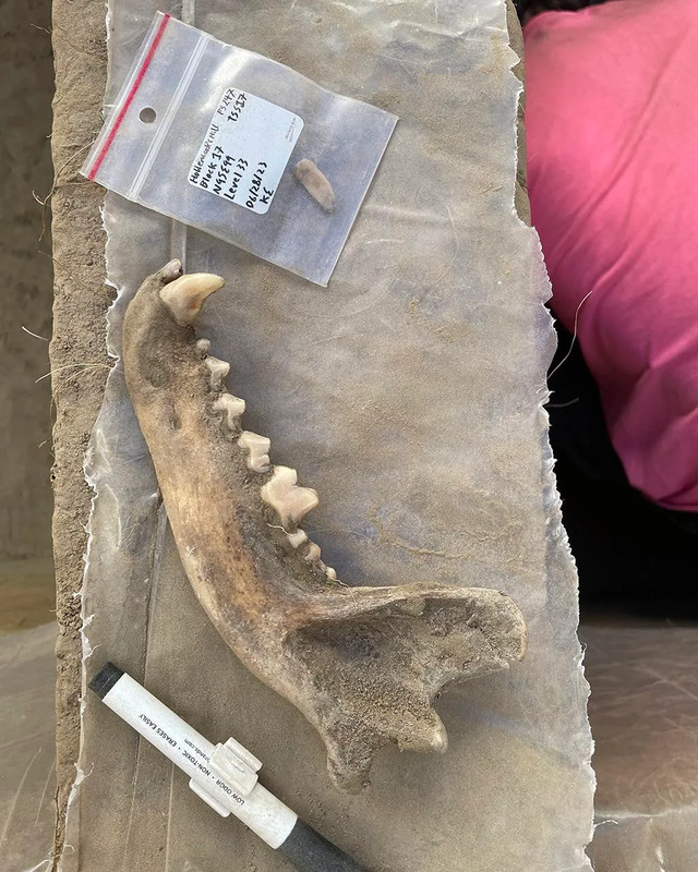 In June 2023, researchers made a groundbreaking discovery in interior Alaska, uncovering an 8,100-year-old canine jawbone alongside a 12,000-year-old leg bone found at a nearby site.