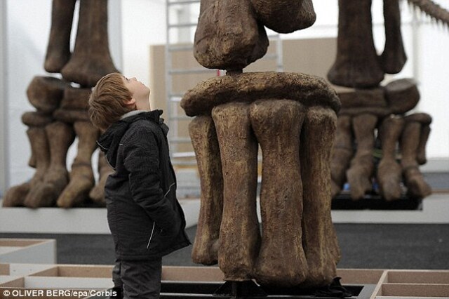 This newly identified species of vegetarian titanosaur, believed to be the largest land animal ever to walk the Earth, weighed an estimated 70 metric tons, surpassing the previous record holder, Argentinosaurus. A stock image shows a young boy marveling at an imposing 26-foot-tall (eight-meter) skeleton.