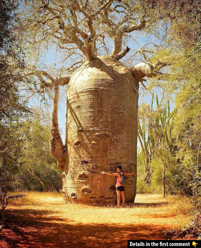 The Baobab: Africa’s Enigmatic Upside-Down Tree