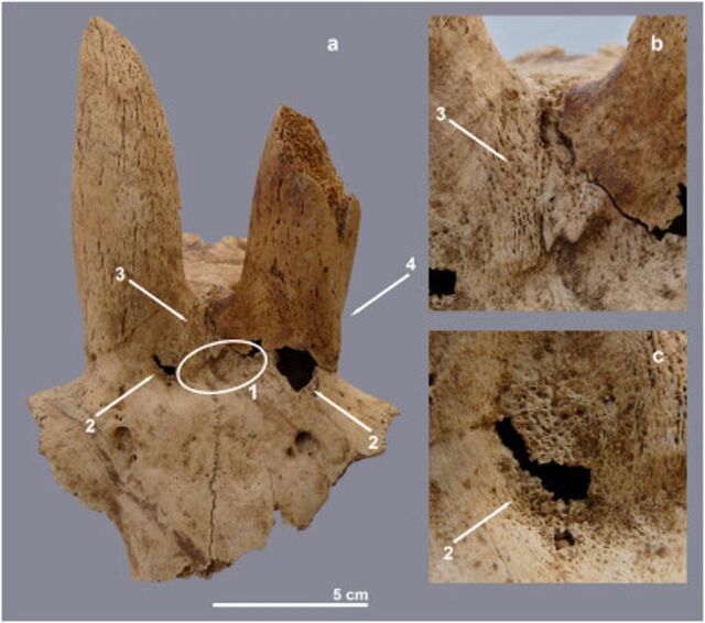 A 3,700 BC sheep skull displays clear signs of intentional skull modification, shedding light on early agricultural techniques.