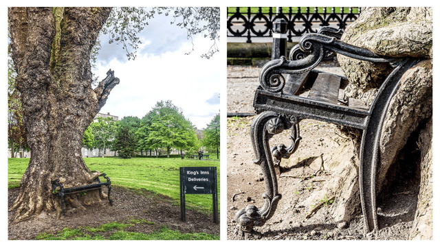 A broader view of the Hungry Tree and its surroundings, offering a glimpse of the scenic King’s Inns grounds.