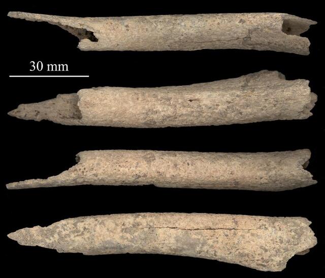 A composite scan of the jawbone and leg bone revealed significant traces of salmon proteins, leading researchers to conclude that early humans fed fish to their dogs.