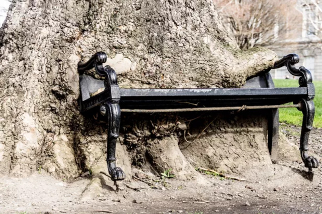 A detailed shot emphasizing the organic embrace of the tree and bench over the decades.