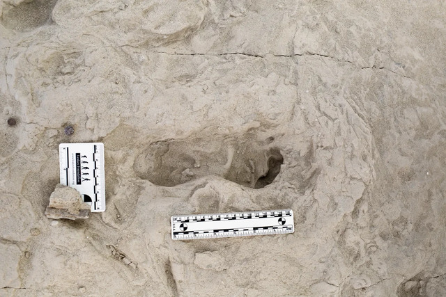 An overhead shot captures the meticulously excavated footprints, with the research team standing nearby, highlighting the scale of this extraordinary discovery.