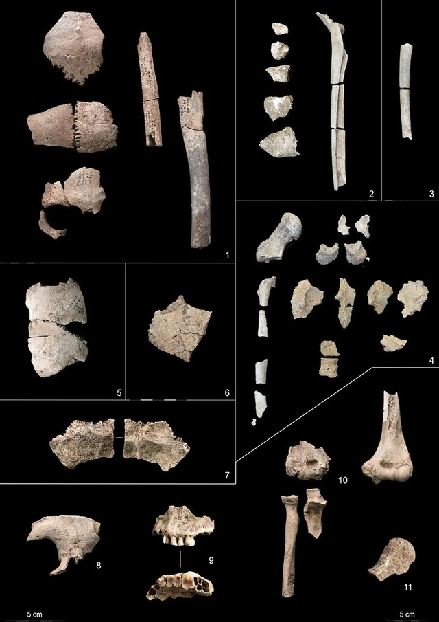 A display of larger fragments carefully selected from the human bone assemblage, showcasing their preservation and detail.