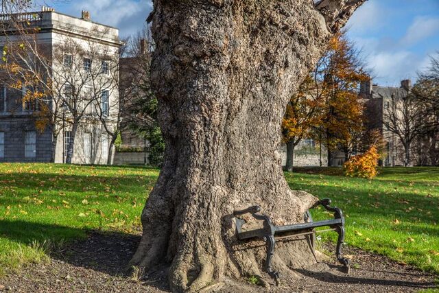 A distant view of the Hungry Tree in the historic grounds of King’s Inns, Dublin, blending nature with history.