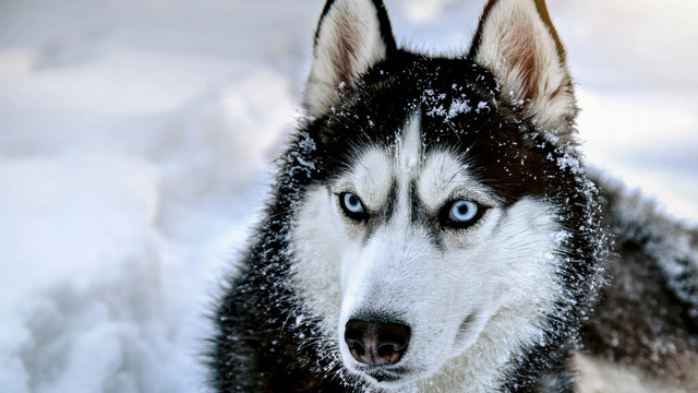 A majestic Siberian husky sits in the snow, its piercing blue eyes gleaming and its ears standing alert, embodying the spirit of its ancient ancestors.