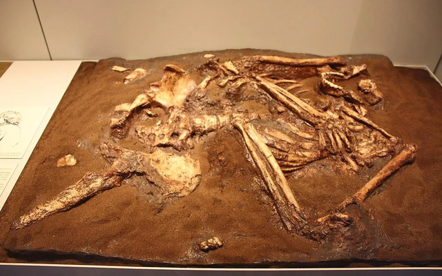 A preserved Neanderthal burial cast on display at the Israel Museum, Jerusalem – a window into ancient rituals.