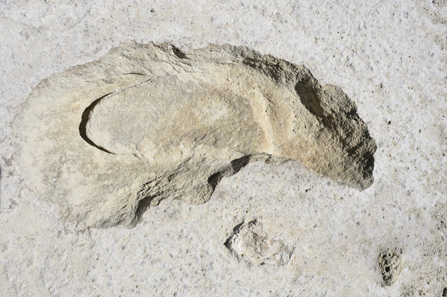 A remarkable discovery at White Sands National Park reveals a human footprint embedded within a giant sloth’s track, suggesting the human was stalking the animal.