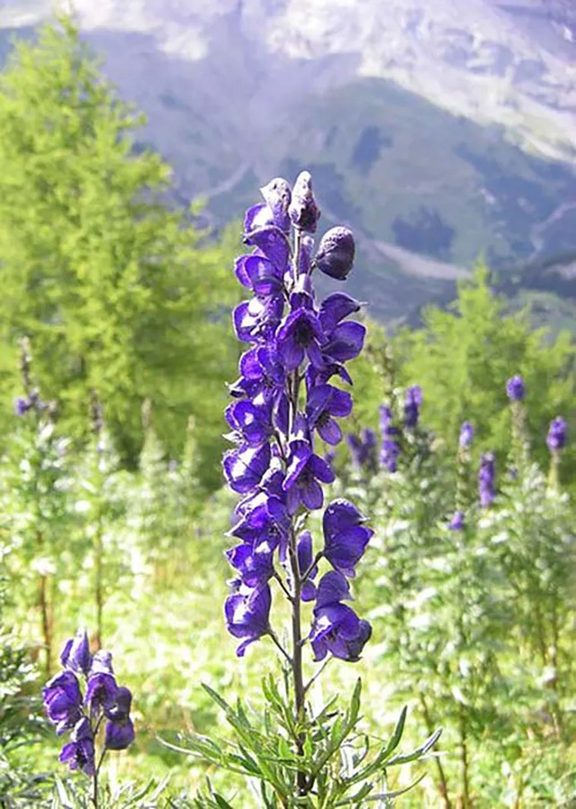 Aconitum napellus (monkshood), a highly toxic plant used historically as both a poison and a remedy, depicted in its natural environment.