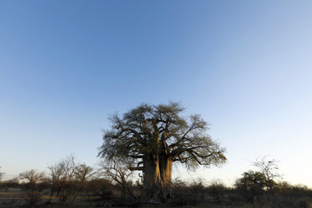 Adansonia kilima