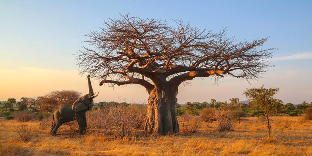 African Baobab (Adansonia digitata)