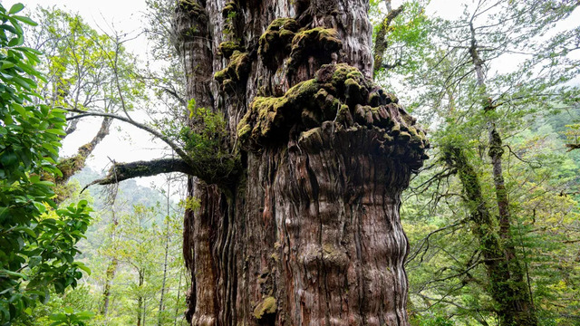 Alerce Milenario (Chile)