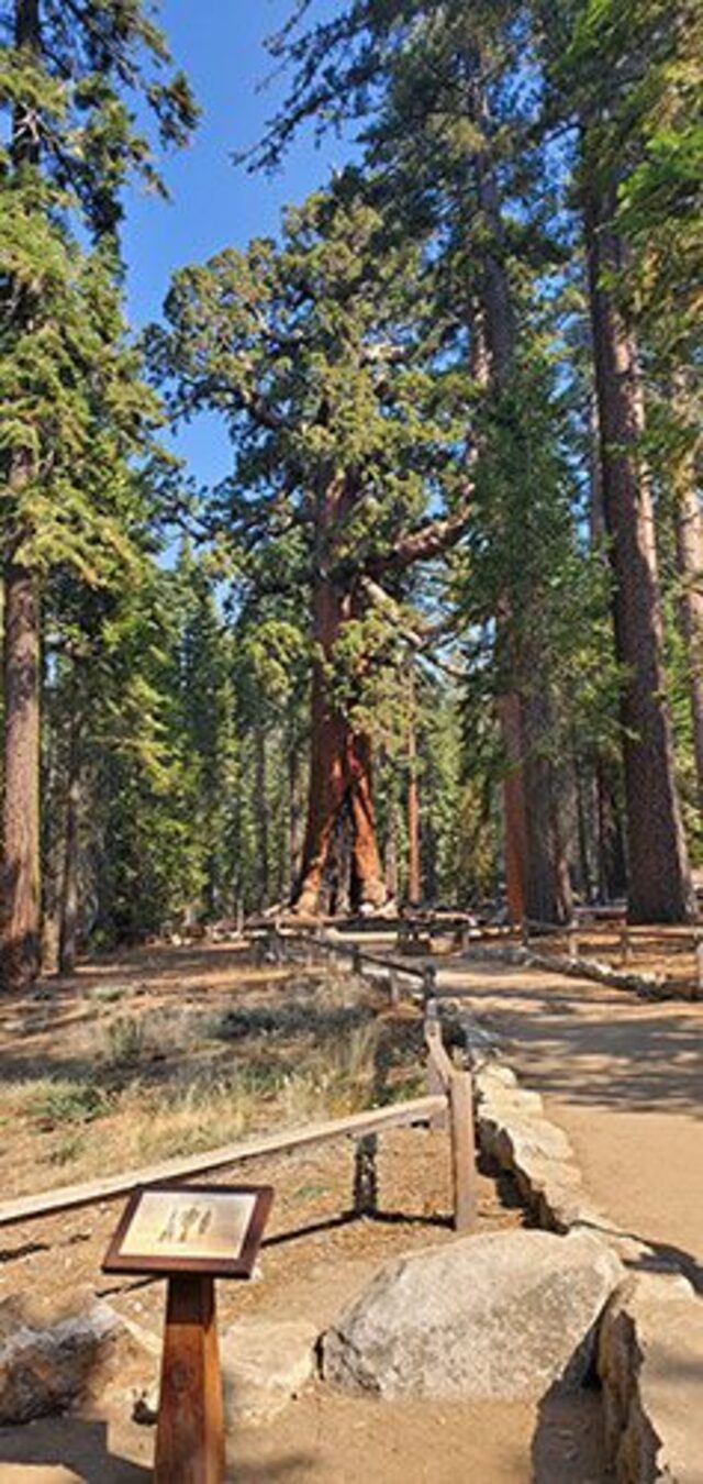 Among the largest trees in the world, the Grizzly Giant ranks as the 26th largest by volume.