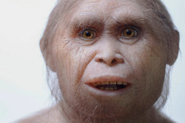 An artistic reconstruction capturing the distinctive features of Homo floresiensis.