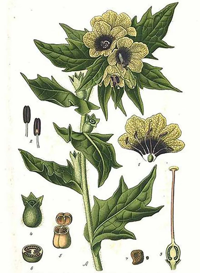 An illustration of Hyoscyamus niger (henbane), one of the toxic plants stored in the Assassin Cabinet, known for its psychoactive effects.