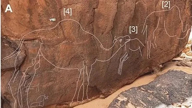 Ancient camel carvings etched into the Saudi Arabian desert are believed to date back thousands of years. Virtual white outlines highlight the carvings for better visibility.