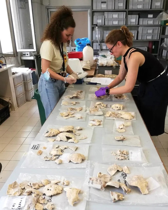 Archaeologists Jess Thompson and Sofia Panella meticulously arrange the cranial bone fragments from the skull cache at the Museo delle Civiltà.