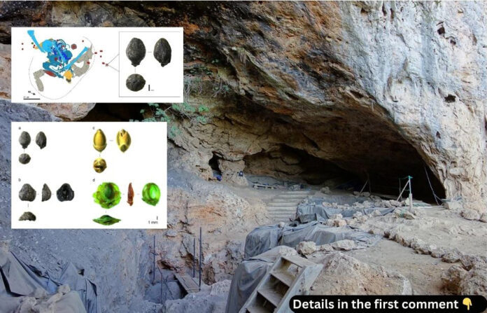 Archaeological illustration of in situ bones, stone tools, and Ephedra bracts discovered in Taforalt Cave, Morocco, providing insights into early medicinal practices.