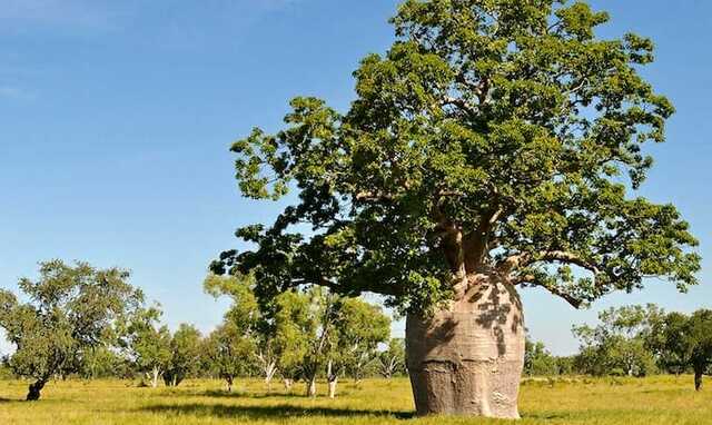 Australian Baobab (Adansonia gregorii)