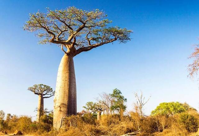 Baobabs can grow between 20 and 100 feet (5 to 30 meters) in height, with some specimens believed to be over 1,500 years old