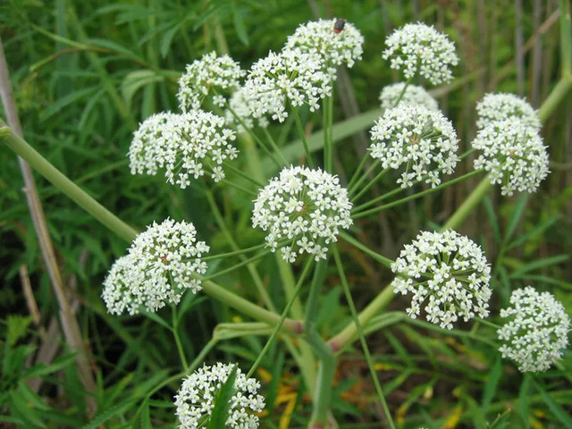 Cicuta virosa (water hemlock), one of the deadliest plants stored in the cabinet, often associated with ancient toxic concoctions.