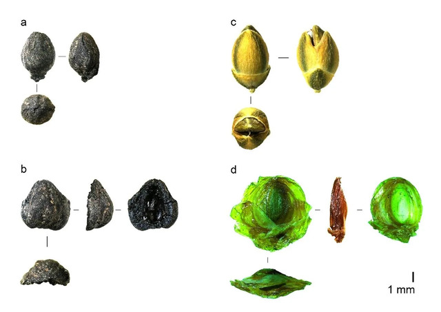 Comparative analysis of charred Ephedra seeds from Taforalt Cave (a, b) alongside modern samples (c, d) used for medicinal purposes.