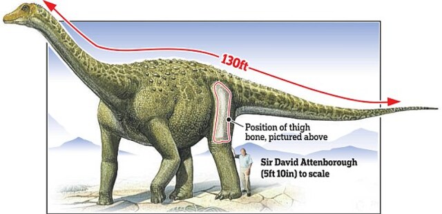 Dwarfing even the massive Diplodocus, the titanosaur measured an astonishing 36 feet (11 meters) longer—comparable to the length of four double-decker buses. A graphic illustrates Sir David Attenborough’s size beside the prehistoric behemoth.