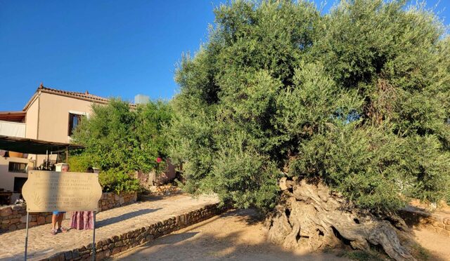 Tourists can walk among the tree’s massive roots, marvel at its hollow trunk, and soak in the serene atmosphere of the village