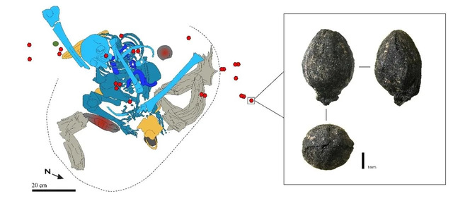 Detailed layout showing the arrangement of skeletal remains and preserved Ephedra seeds, a key discovery in studying ancient plant-based medicine.