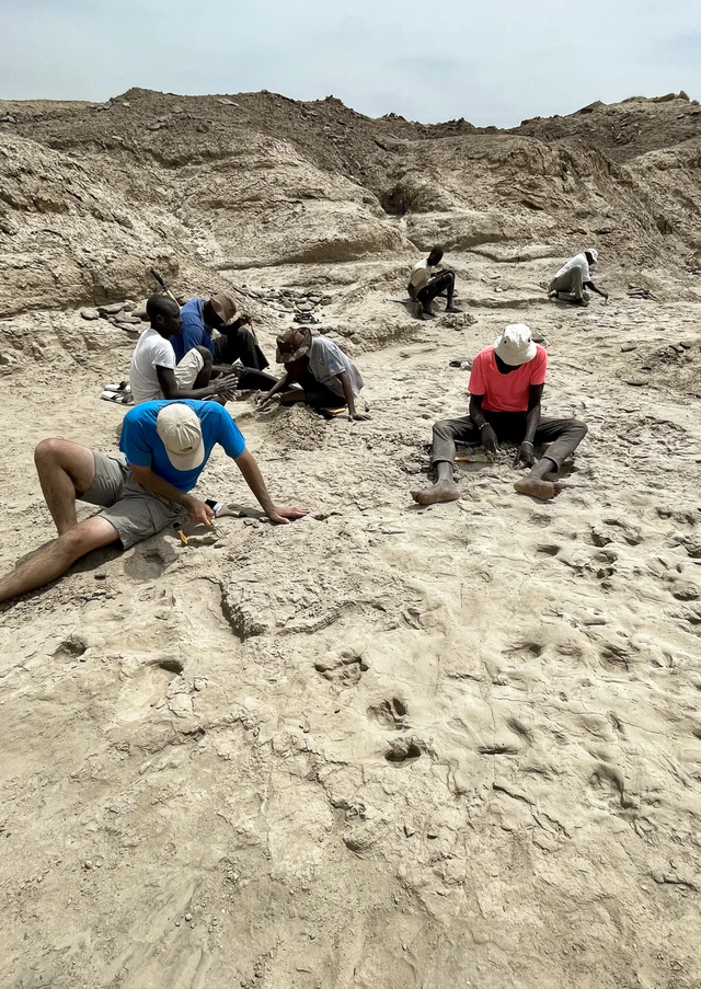 Displayed here is a fossilized footprint thought to have been created by Homo erectus, an early ancestor of modern humans.