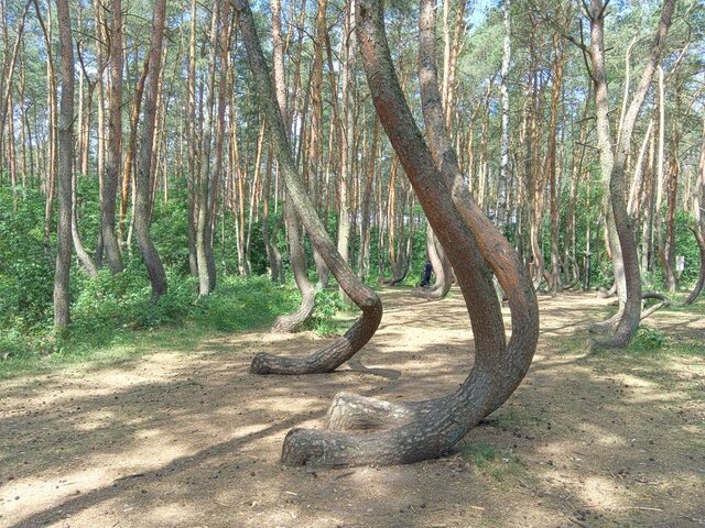 Each tree bends sharply near its base, forming a uniform curve that appears almost engineered.