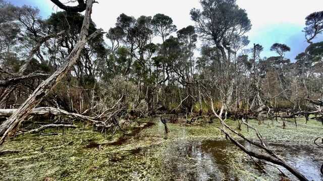 Emerald Swamp on Three Hummock Island, the pristine site where one of the ancient sediment cores was unearthed, preserving secrets of the past.