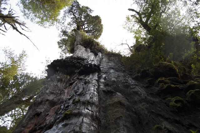 Estimated to be 5,400 years old, this massive tree has survived centuries of environmental changes and human impact