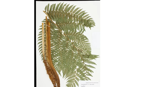 Fern motifs appeared on clothing, jewelry, and even furniture, symbolizing a connection to the natural world