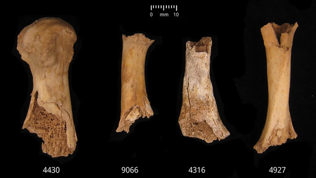 Foot bones and a clavicle, found at the Charterhouse Warren site in Somerset, England, show patterns of damage potentially linked to postmortem treatment, according to a study.