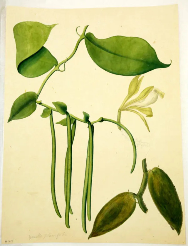 Illustration of Vanilla planifolia by John Tyley, featured in Alexander Anderson's Hortus Sti.