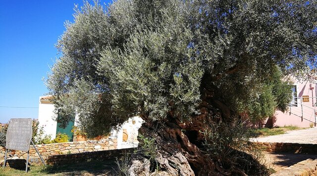 In Greece, the olive tree is a cultural cornerstone