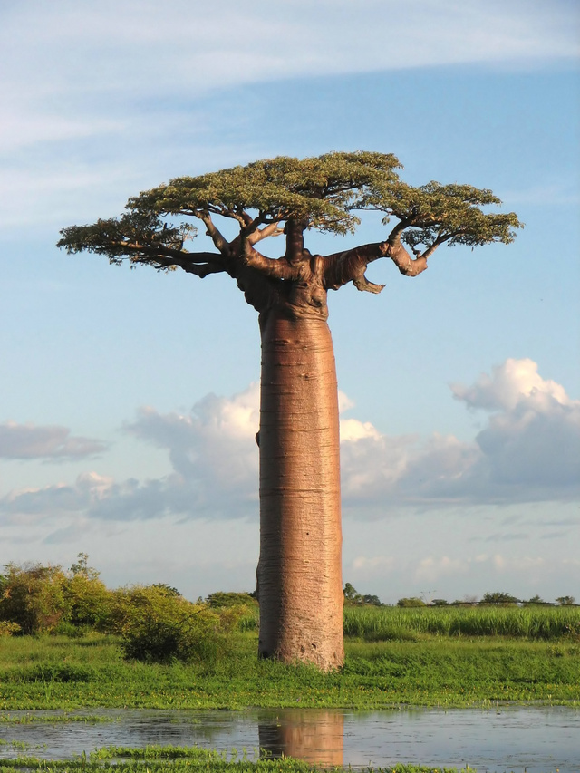 In an arid climate, baobabs symbolize life in a landscape where little else can thrive