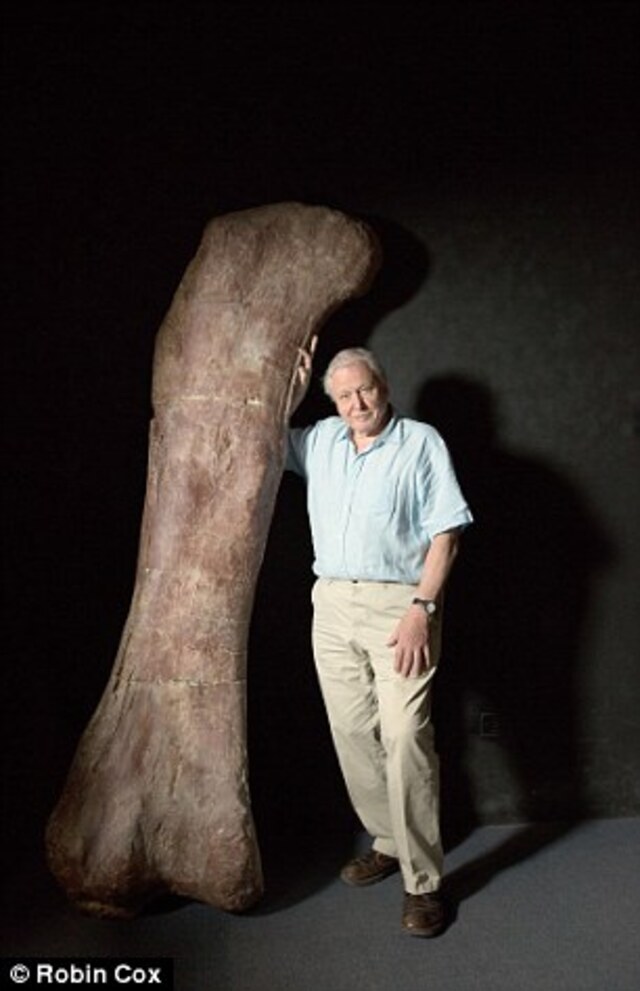 In an upcoming documentary, Sir David Attenborough will narrate the remarkable discovery in Argentina, unveiling how this gentle giant, which lived 102 million years ago, might have appeared.