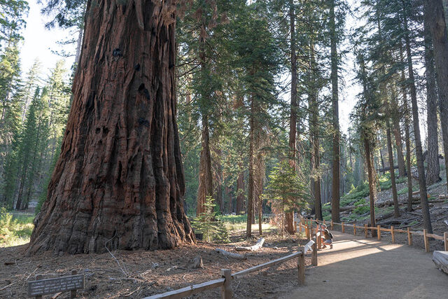 Its root system, like those of other giant sequoias, is shallow and spreads outward rather than deep into the ground