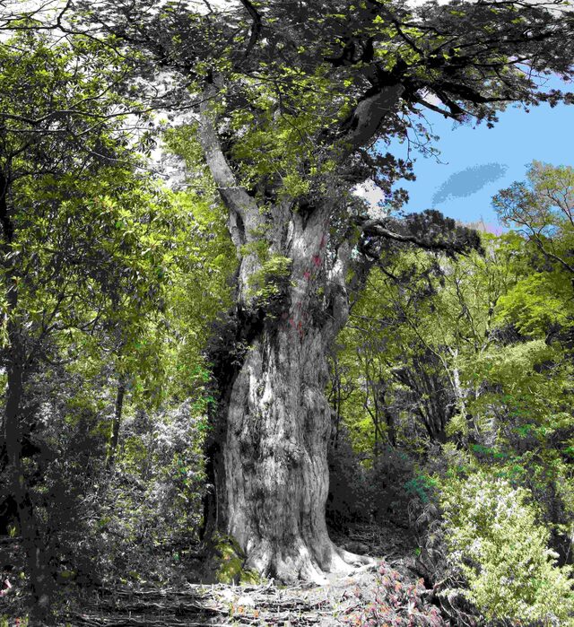 Jōmon Sugi (Japan)