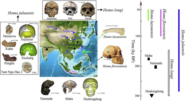 Key hominin species thriving in eastern Asia during the Late Quaternary period (approximately 300,000–50,000 years ago).