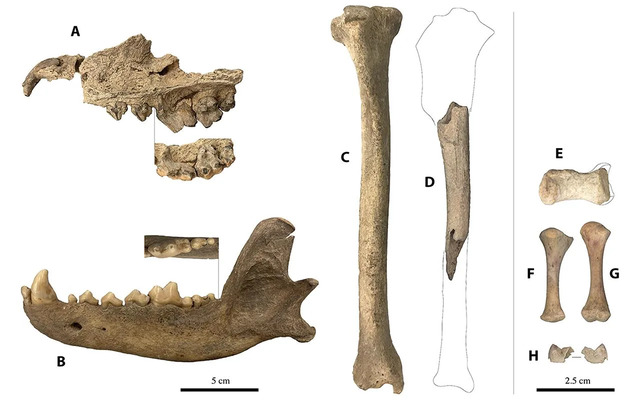 Key specimens from the terminal Pleistocene and early Holocene periods have been carefully selected for analysis.