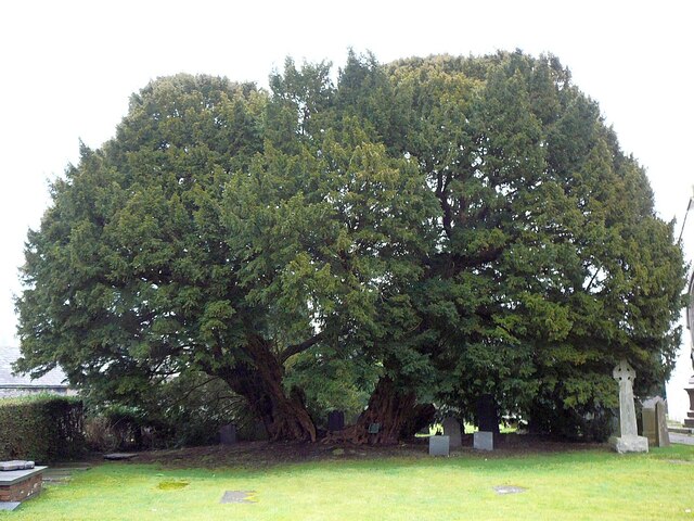 Llangernyw Yew (Wales, UK)