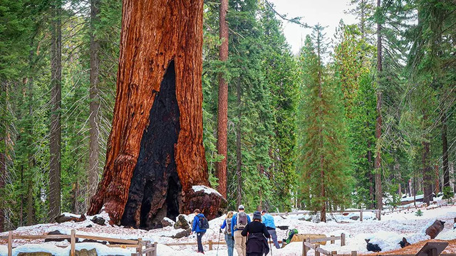 Located in the Mariposa Grove, the Grizzly Giant has long been a symbol of the grove’s magnificence