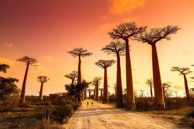 Madagascar Baobabs