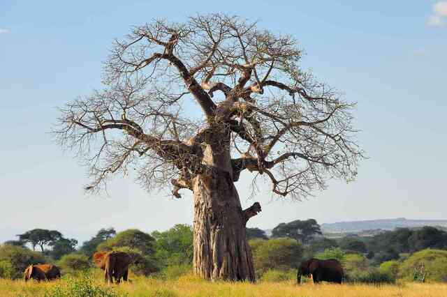 Nicknamed the “Tree of Life,” the baobab plays a crucial role in its ecosystem and local communities